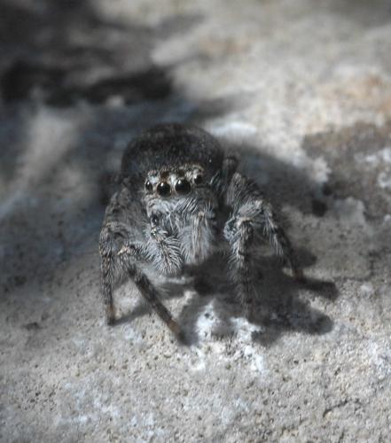 Philaeus chrysops